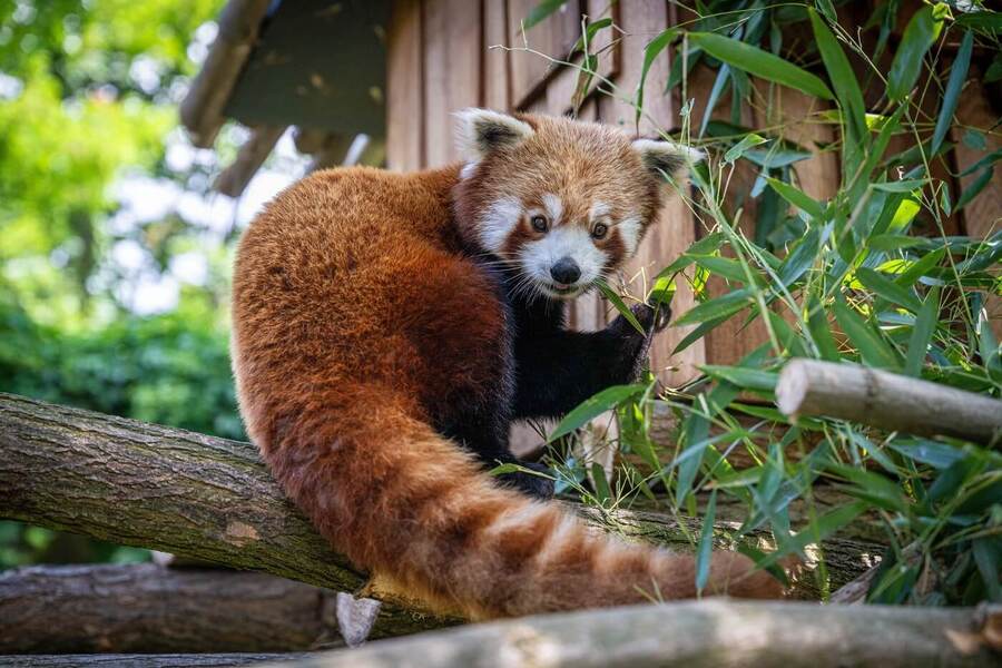 Červená panda Bernie v polské zoo Vratislav